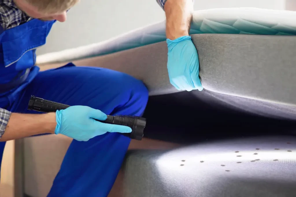 désinsectisation cirons