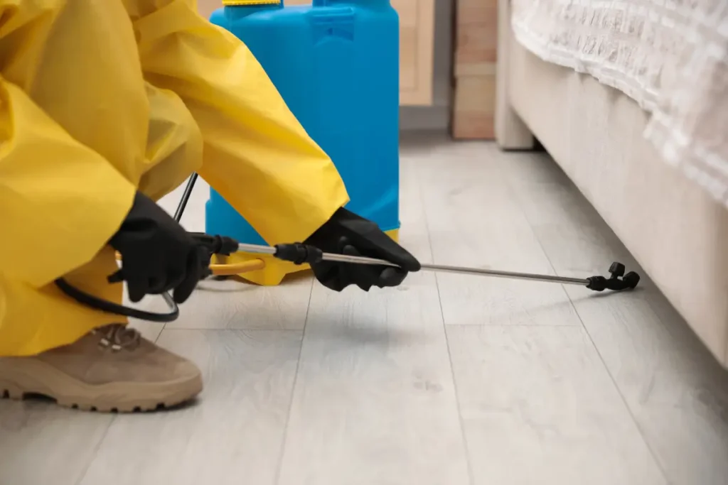 désinsectisation punaise