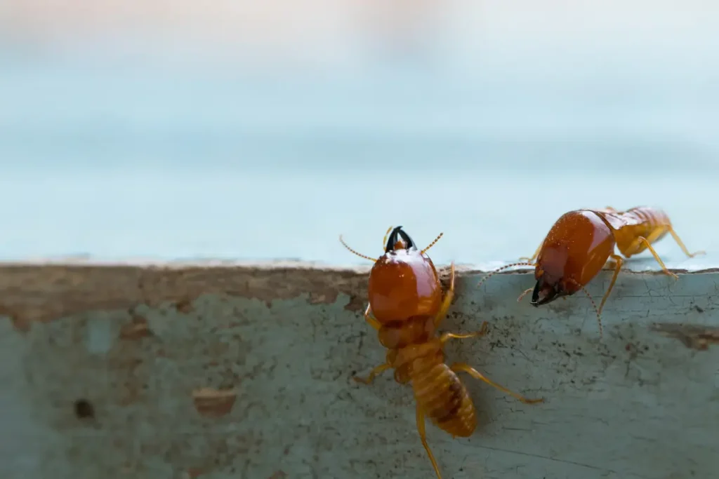 désinsectisation termites