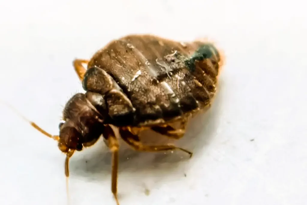 désinsectisation punaise