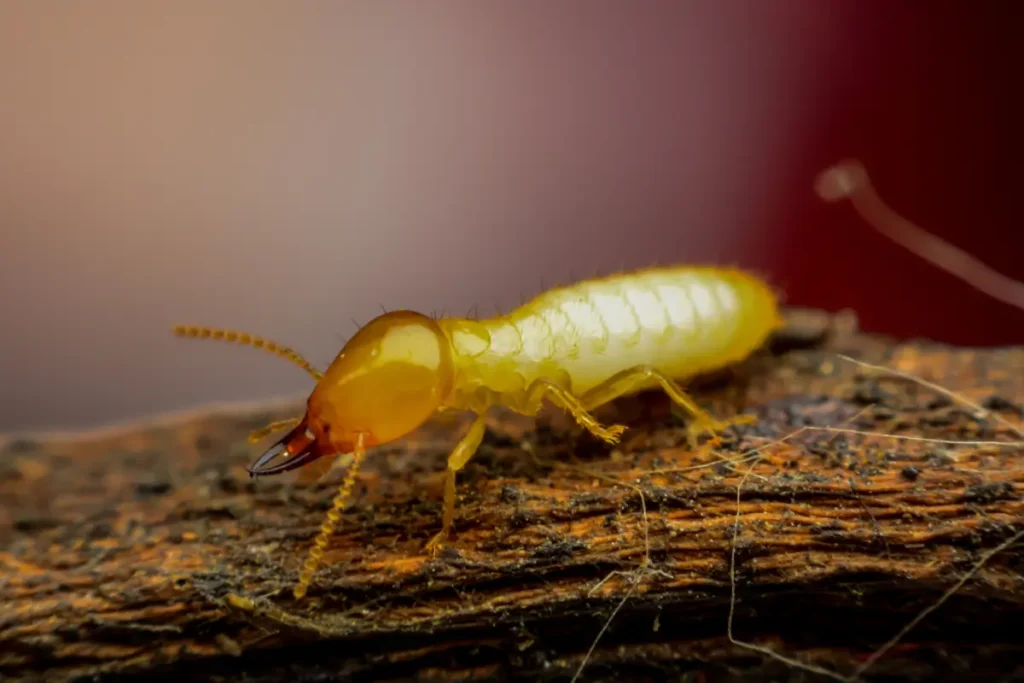 termites