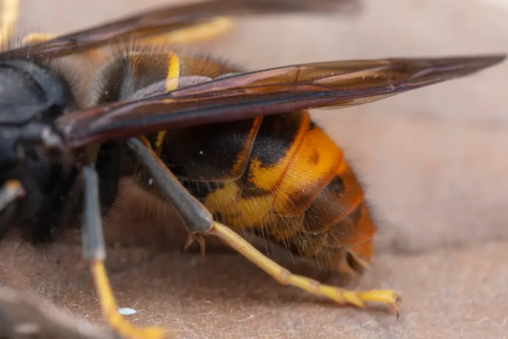 vespa velutina